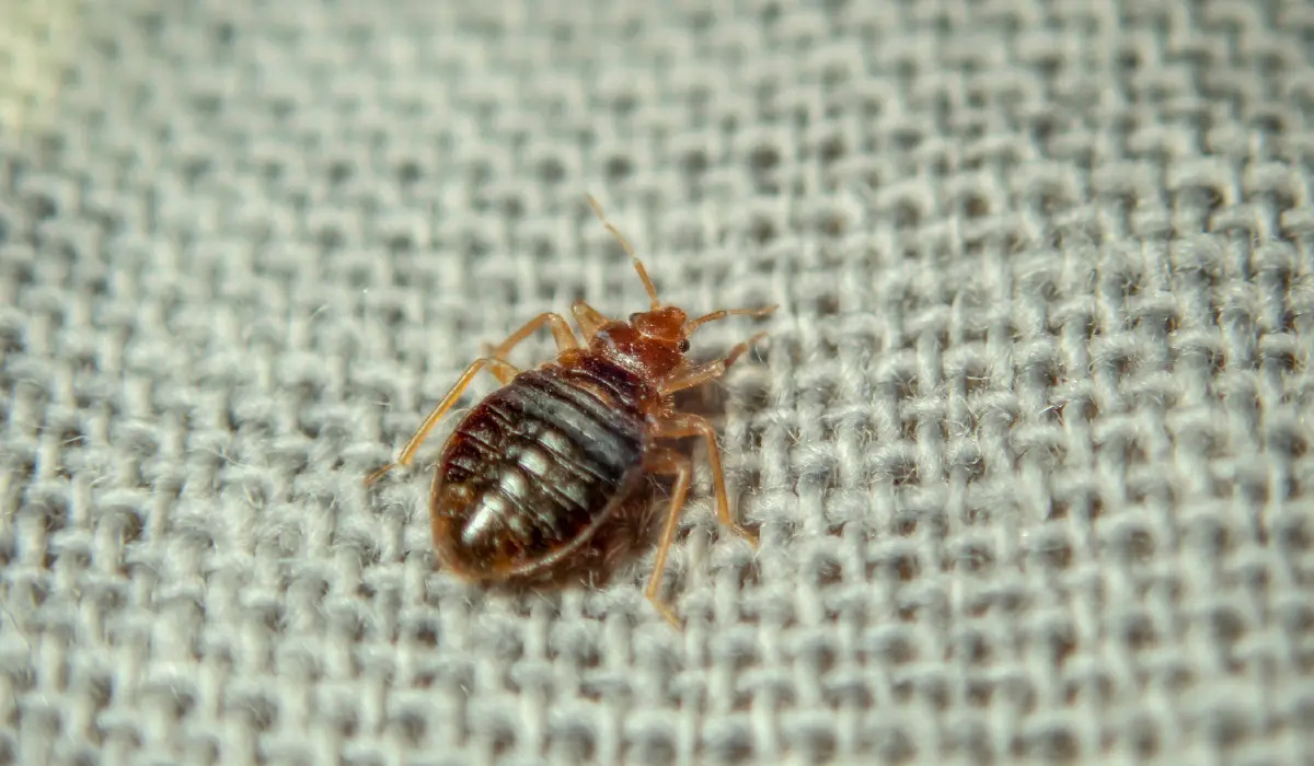 How Long Can Bed Bugs Live Without Feeding?